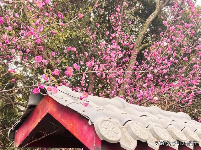 成都唐代园林梅花开了，被严重冷落，红墙青瓦，美到震撼！