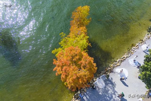 龙龛码头太有名,每天有很多人过来拍婚纱,但他们却不知道夫妻树