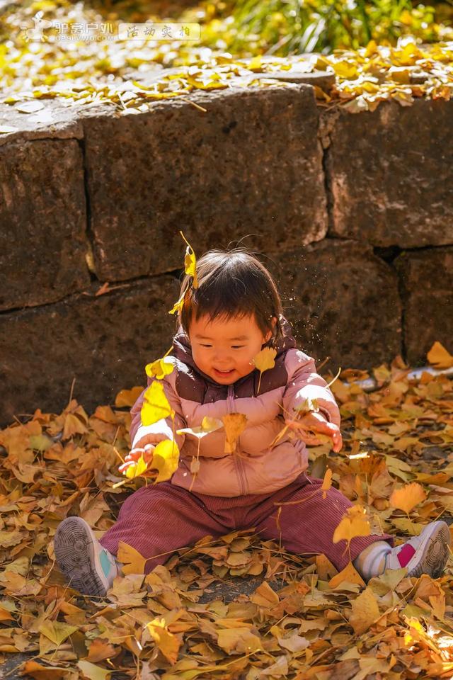 11月的云南腾冲，3000株银杏迎来黄金观赏期，美成人间仙境！