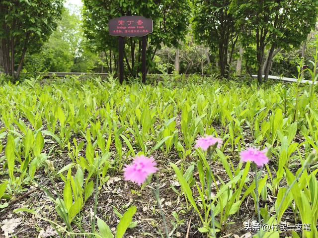公园绿树成荫，路边花草芬芳，行人休闲漫步，享受快乐时光