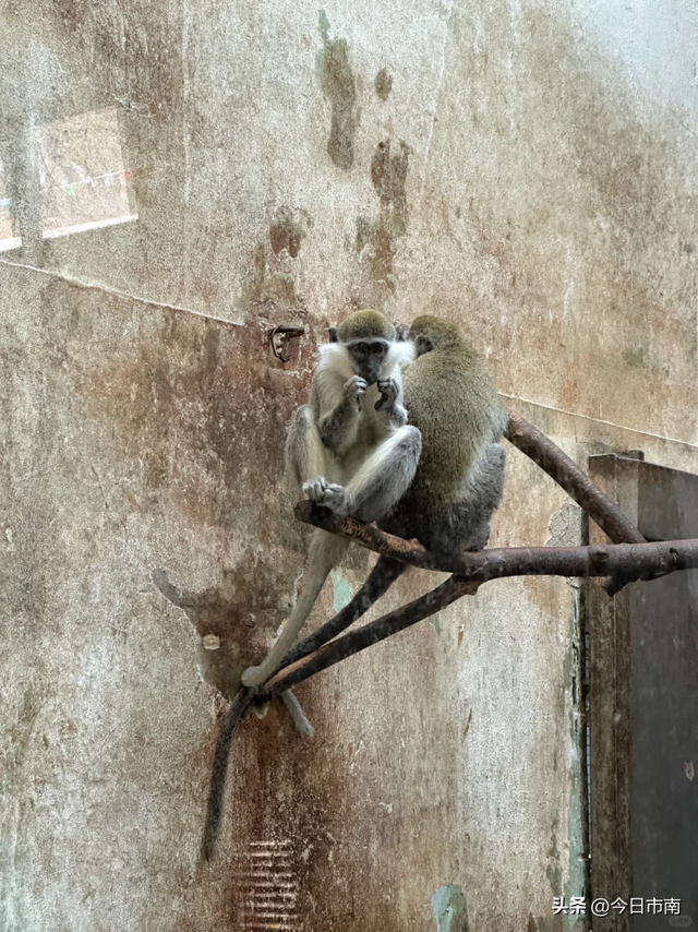 来市南，看虎界“刘亦菲”！与“神奇动物”零距离～