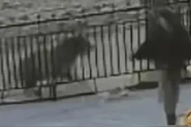 虎vs熊到底谁更厉害图片