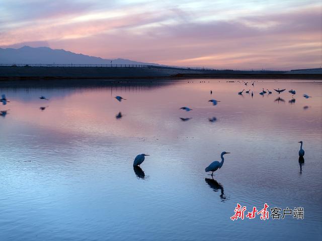 阿克塞：白鹭舞蹁跹 冬景入画来