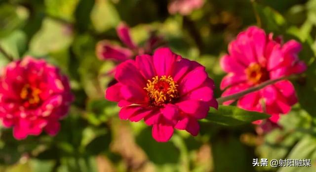 看完这朵看那朵🤩