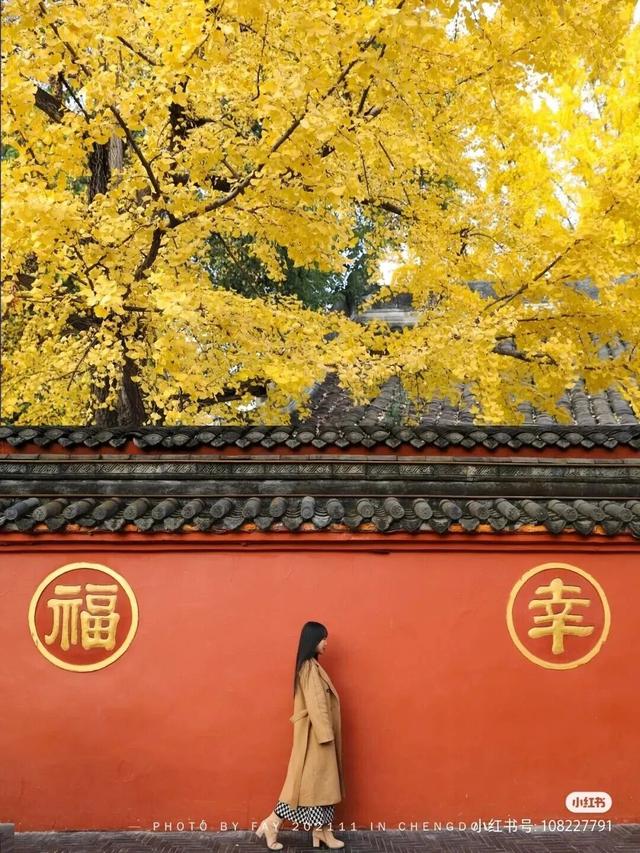 地铁直达！免费！成都20个绝美赏秋地，银杏水杉梧桐红枫限时上演！就在家门口！