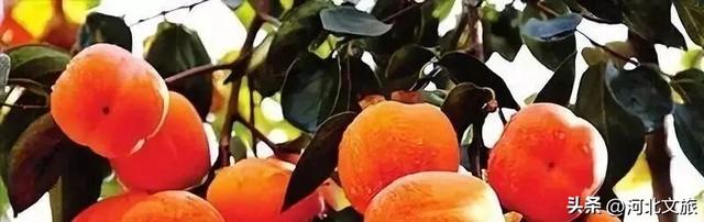 秋意正浓！是时候来石家庄平山开启一场秋日徒步了