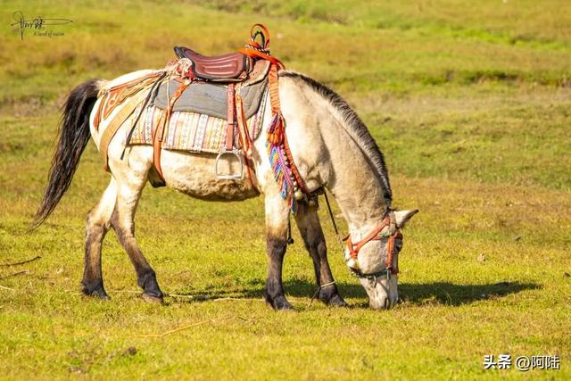 泸沽湖畔也有青青草原,除了牛马羊外,还放养着不少黑猪和白猪