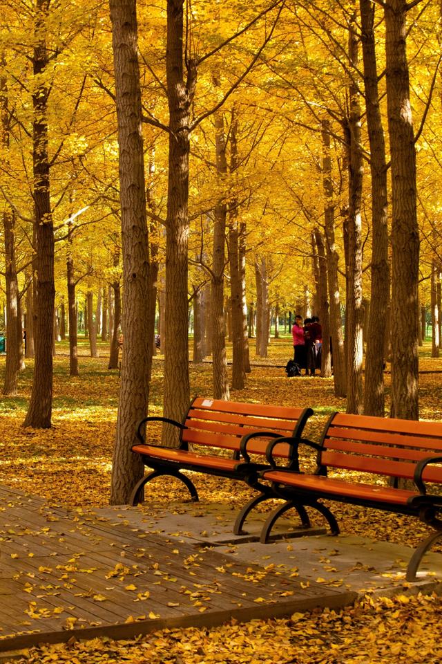 北京小众银杏林，郊外静谧的金色海洋，朝阳平房公园