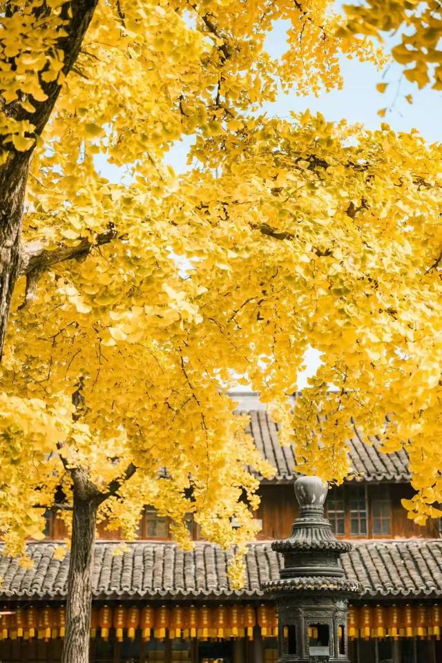 上海银杏浓度已达99%!这份含“金”量超高的浪漫别错过→