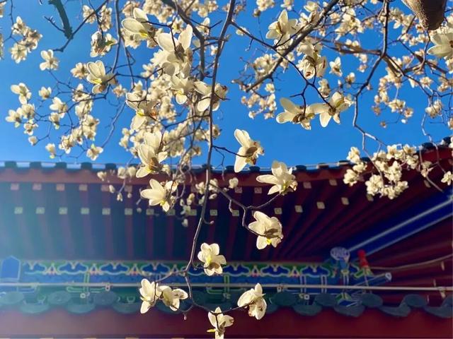 连云港春日“顶流”来啦！