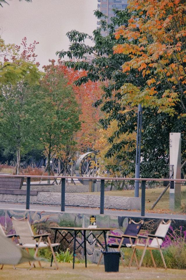 锦江公园秋意浓！红枫银杏作点缀，行走坐卧皆是诗~