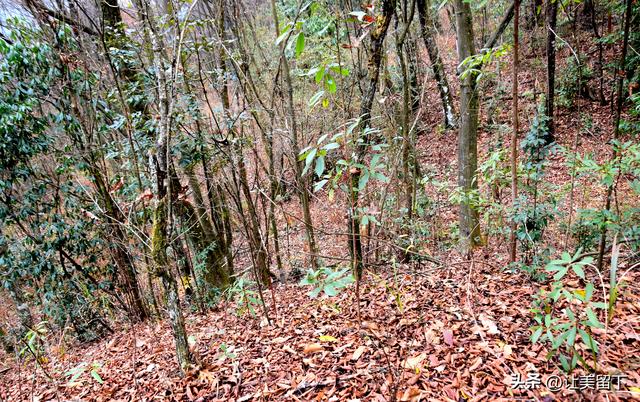 一条路，落叶无迹——贵州冬日风光