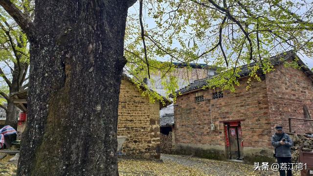 游长岗岭古村，观飘黄银杏