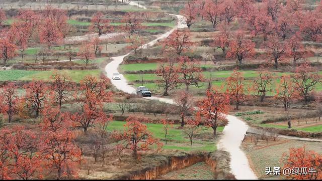 有人说，不就是个彬州烂怂柿子，有啥好拍！