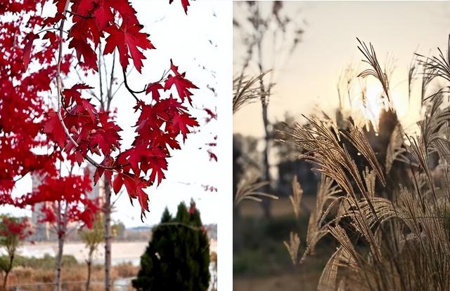 【潍坊寿光】菜乡冬韵：诗意初冬 五彩斑斓