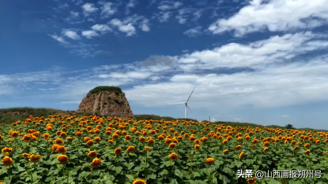 朔州：走，去看向日葵