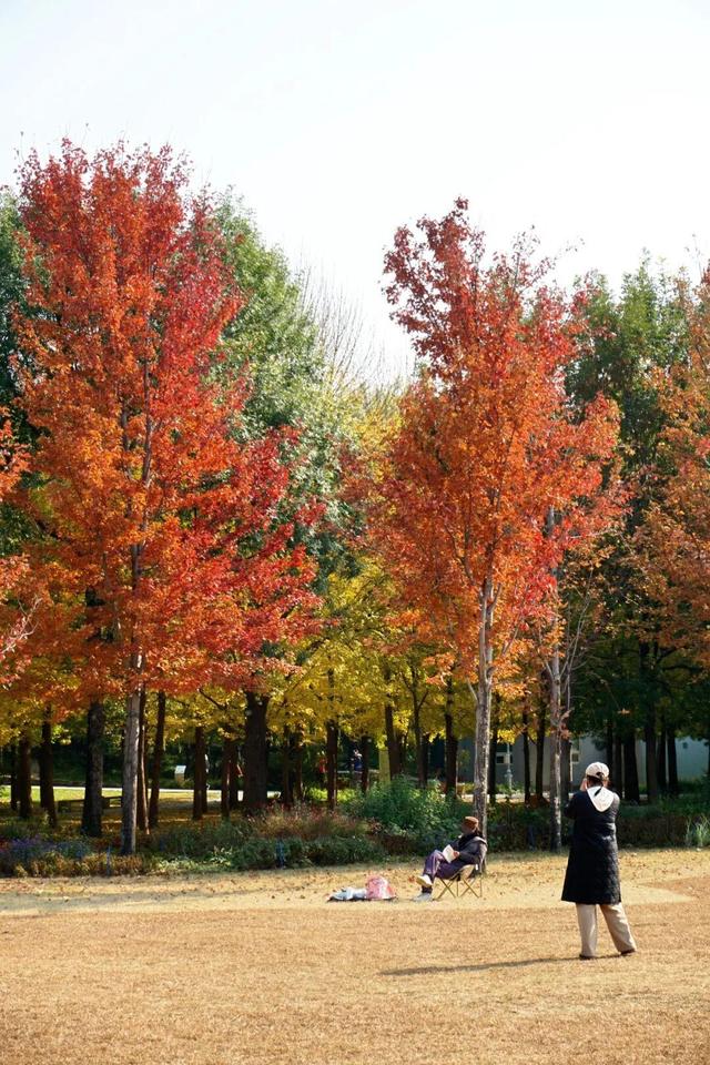 实拍！海淀“莫奈花园”已开启五彩斑斓“童话模式”