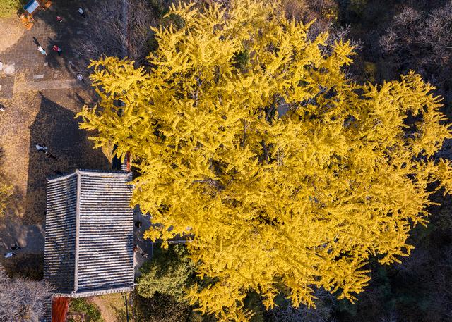 初冬玉泉寺金叶飘飘