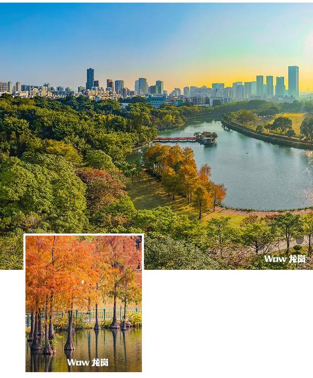 红了!龙岗落羽杉进入最佳观赏期!最全打卡攻略→