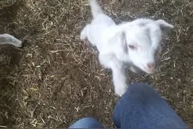 分享养羊过程中，常见大小羊软瘫的原因，以及经过验证的治疗方法图片