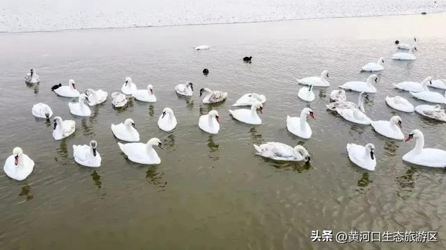 【黄河口生态旅游区】黄河口最美观鸟季已上线，赏鸟正当时！快来邂逅候鸟之约吧！
