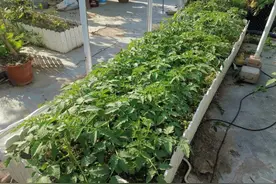 矮箱和原来的二培箱有啥不同图片