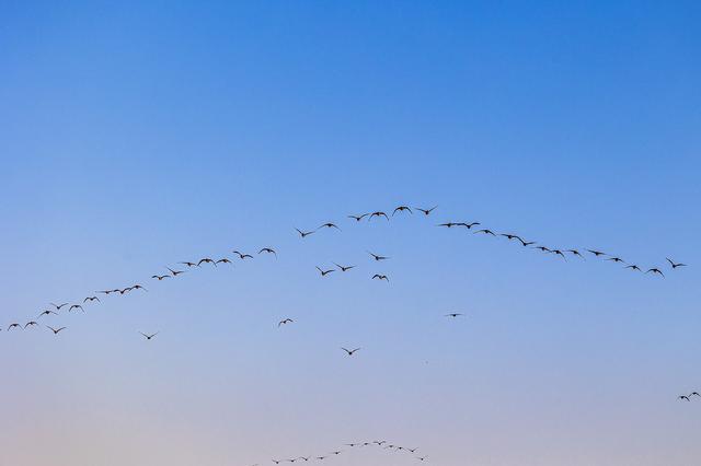 “乌秧乌秧”超壮观！“天上来客”为珲春送来限时美景