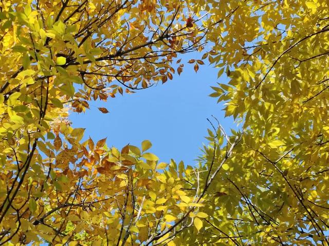 自然盛宴！橙黄橘绿好景时，市民中心初冬的“限定美景”已上线！