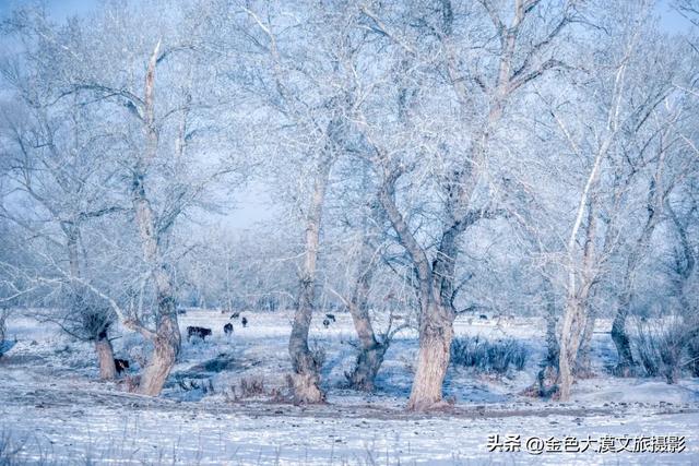 为什么我劝你,冬天一定要去一次新疆?