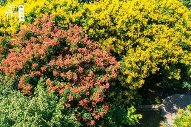 花样秦淮｜栾花绽放金秋至
