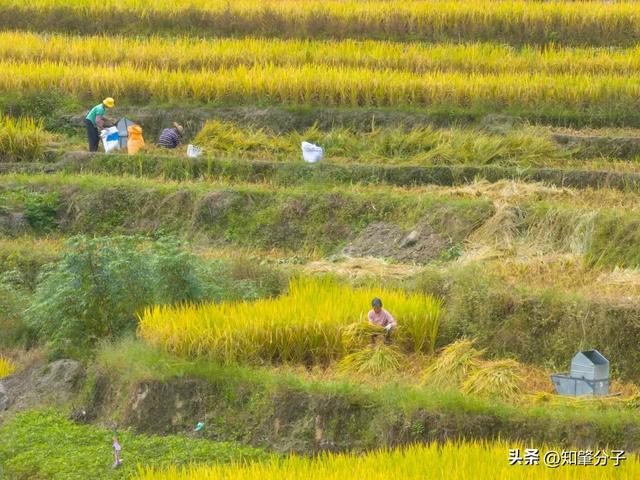 肇庆这里藏着“梯田胜境”,美得不像话!
