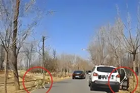 是谁在暗中靠近？河北野生动物园惊现女子与狼群的生死较量。图片