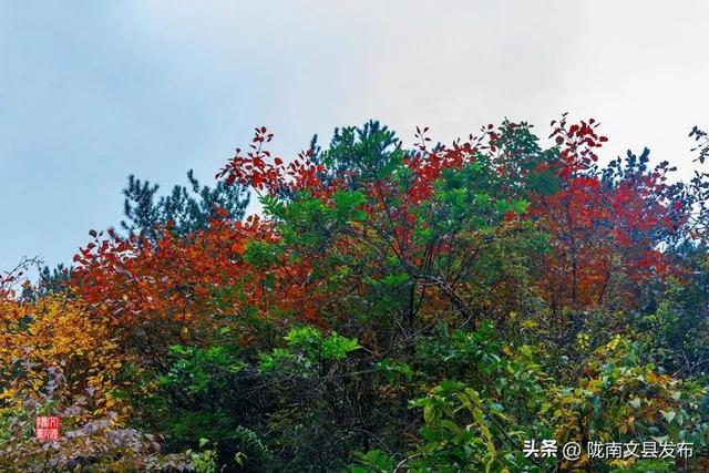 醉美文县：秋色斑斓大岭梁