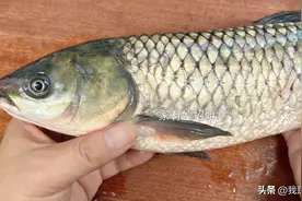 鱼肚子里的一层“黑膜”是什么？真是因为水脏才有吗？看完涨知识图片