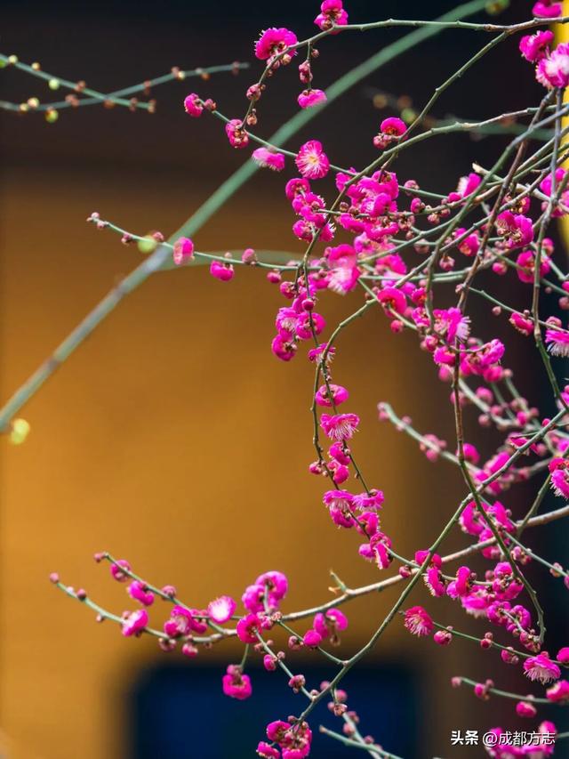 成都这波“梅”景太出片，错过再等一年~