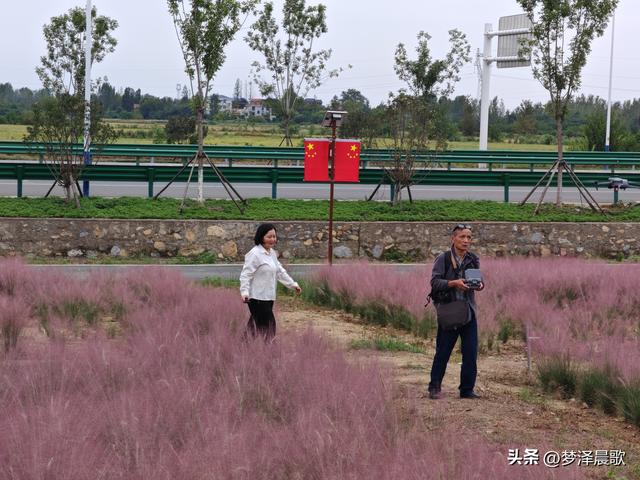 湖北：国庆节网红打卡地 云梦花开十月紫黛草韵染秋色