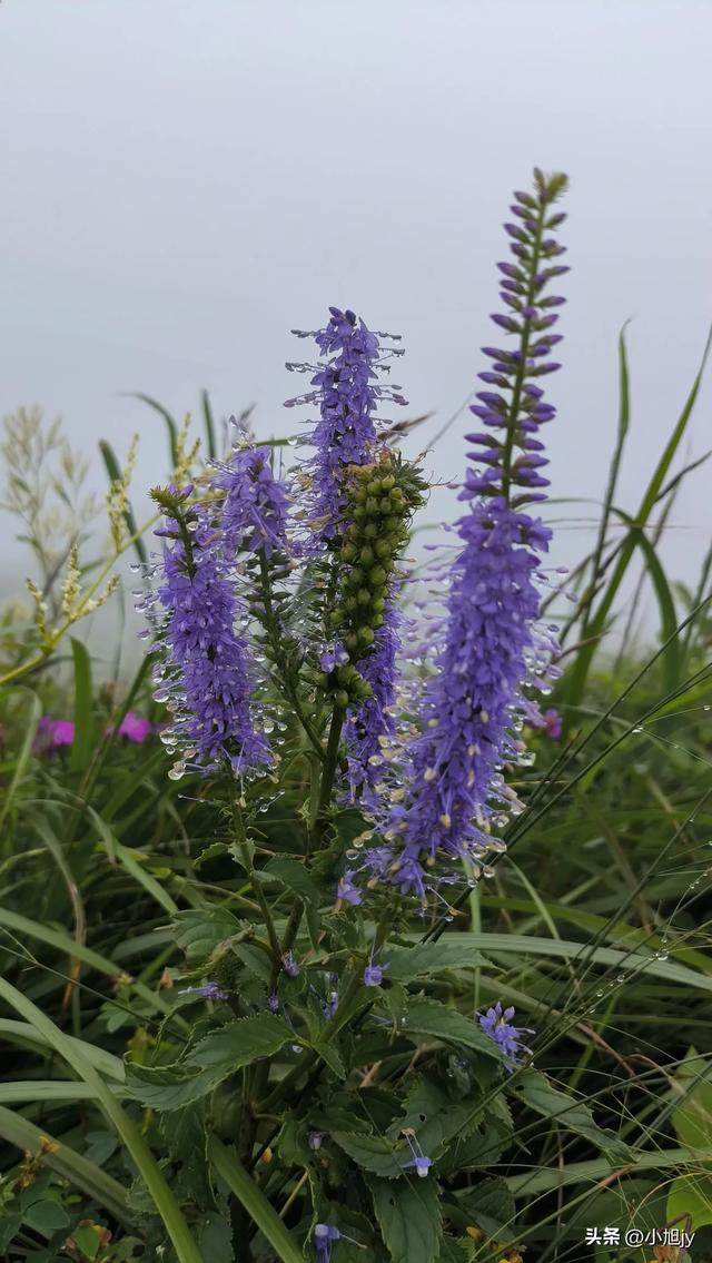来呀，去白云山看金莲花，辽阳县大黑山风景区境内的白云山