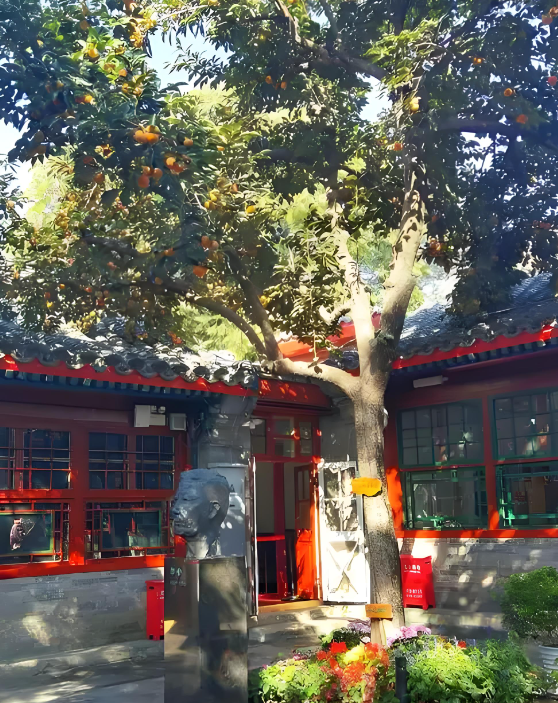 每日400名额秒光，老舍纪念馆“丹柿小院”迎最佳观赏期