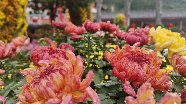 重阳节，在临沂这样过——9.9元景区特惠、赏菊、登高、祈福……
