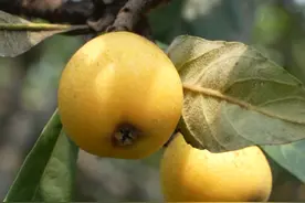 是大年品质好价格也不会贵......塘栖枇杷开吃！农户：这两天先吃个“鲜”！农办：这个周末就可以了图片