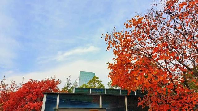 寻美薛城丨自然盛宴！橙黄橘绿好景时，市民中心初冬的“限定美景”已上线！
