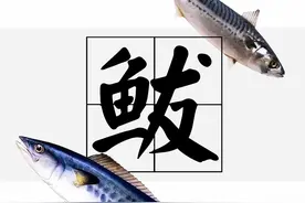青岛丨马鲛鱼？鲅鱼？鲐鲅？鲭鱼？傻傻分不清？图片