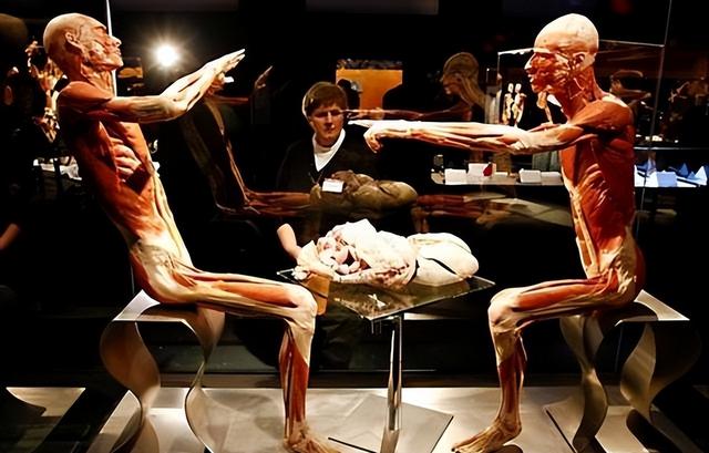 荷兰“重口味”博物馆，内部人体结构逼真，女游客不敢看