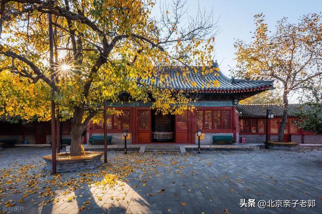 地坛银杏初黄正当时，错过就没机会了