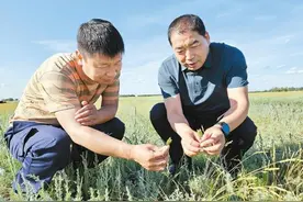 在哈萨克斯坦打拼的西安人图片