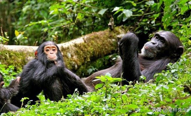 反向过年热潮起，肯尼亚成新宠，2 月产仔季 + 免签太香了