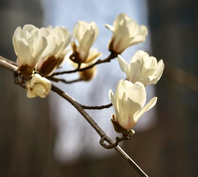玉兰花的寓意，玉兰有几种颜色？玉兰的花朵最大嘛？