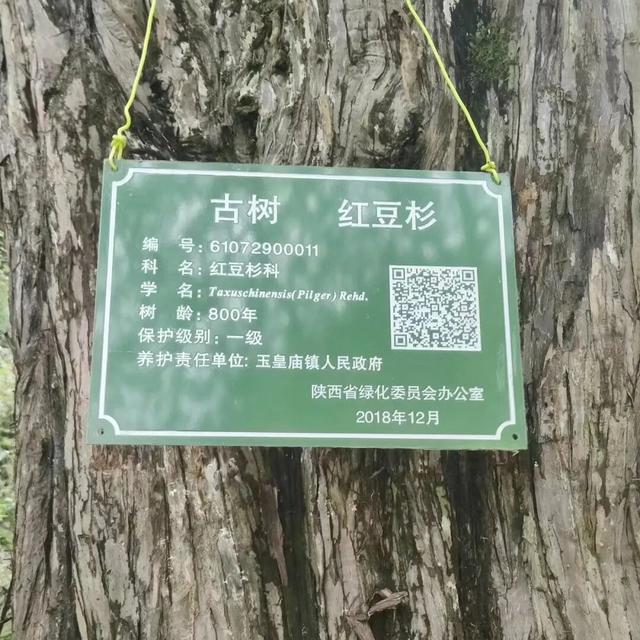 留坝县玉皇庙镇：古树祈福+云海日出+小众秘境打卡！