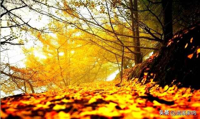 银杏染秋——九峰的金色童话
