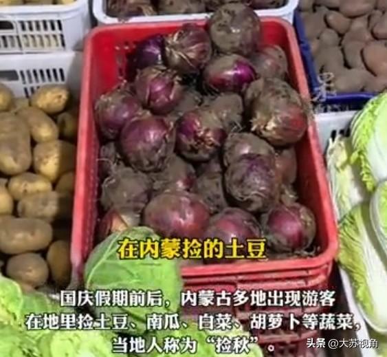 500斤菜不要钱！河北夫妻自驾内蒙古“捡菜”，省钱还是占便宜？